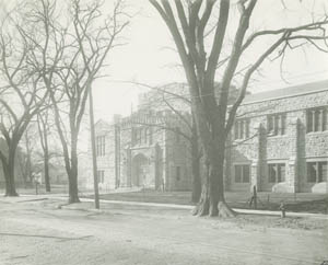 The gingko tree in 1928