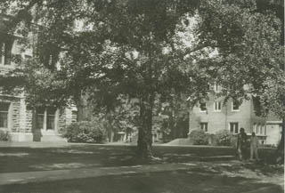 The gingko tree in the 1950s