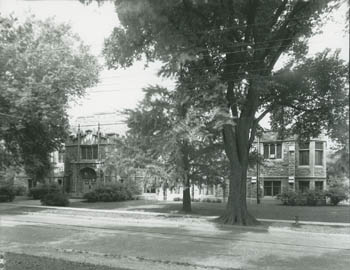 The gingko tree in 1936