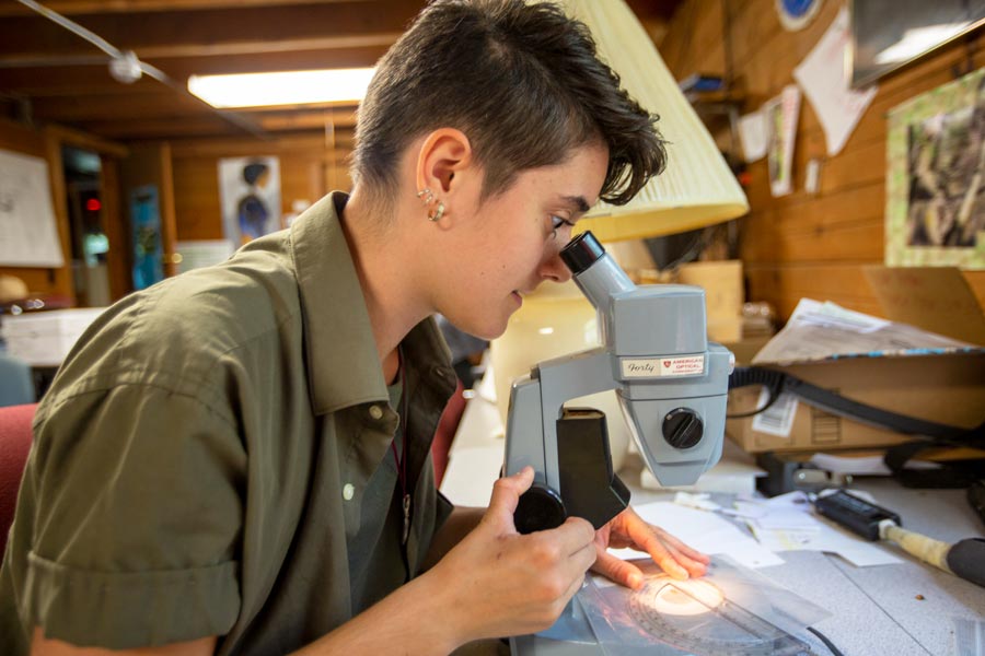 Andie Carlson-Dakes '20 examines bees under the microscope in the lab at Green Oaks.