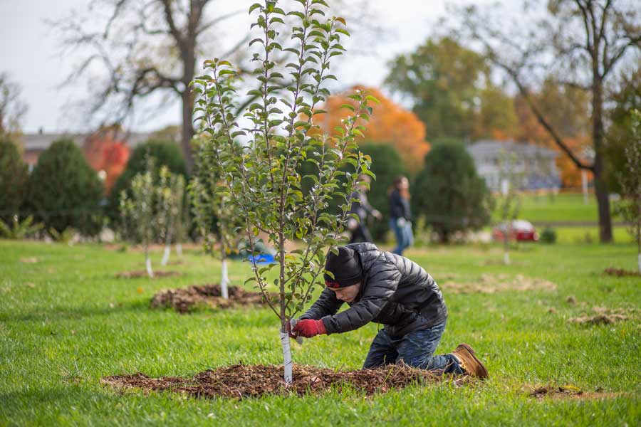 Tree Planting