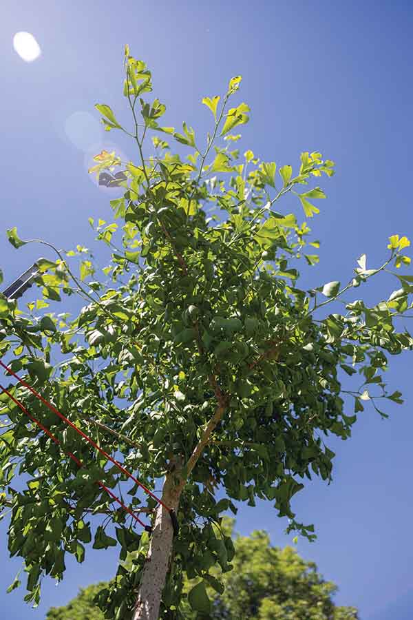 I bright green tree against blue sky with the sun shining on it.