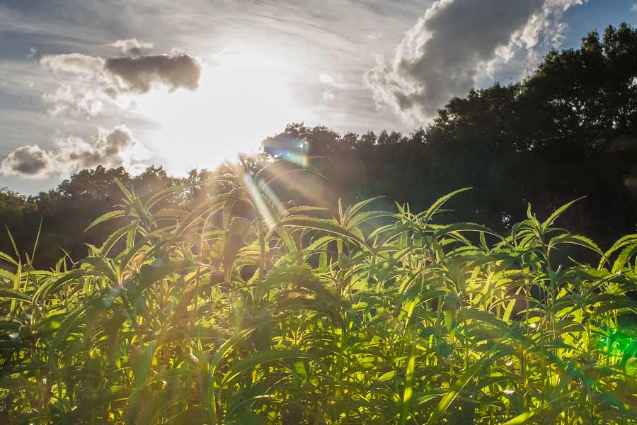 The sun shines over a field at Green Oaks, hedged by dark forest. 