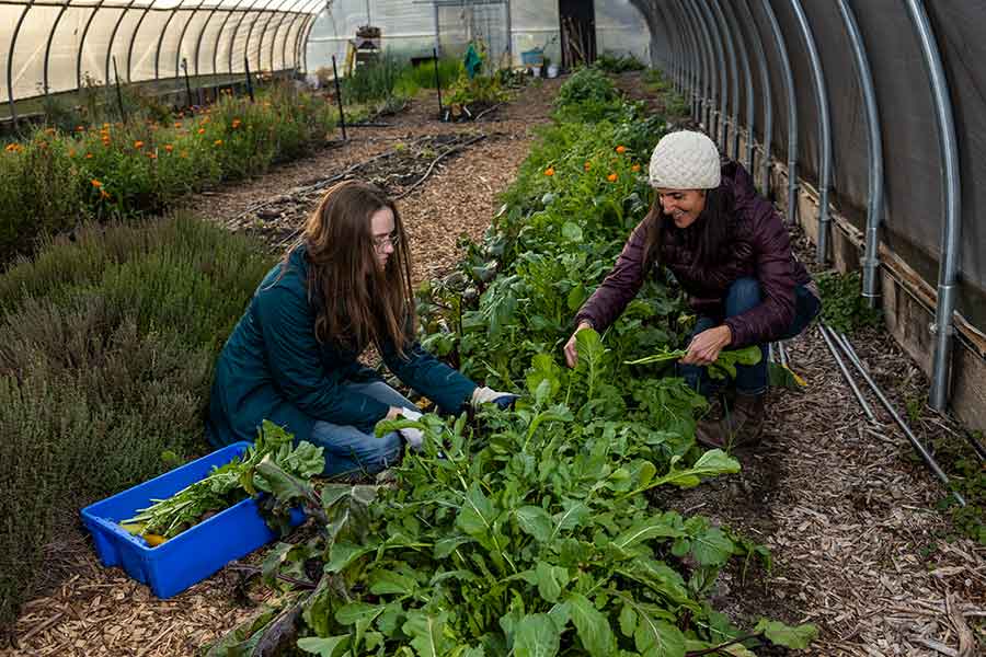 Two individuals crouching near the ground and working with green plants at the Knox Farm