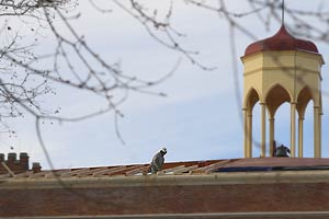 Old Main Roof Repair