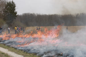 Green Oaks - Prairie Burn