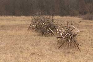 Green Oaks - Prairie Burn