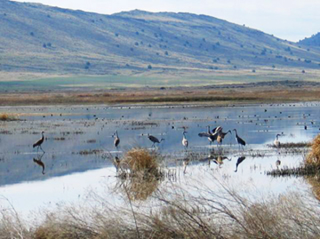 Sandhill cranes