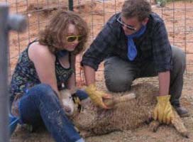 Getting a sheep ready for vaccination