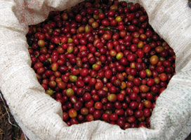 Newly plucked coffee beans -- or 'cherries'