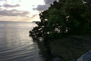 Everglades trip: view from campsite at Flamingo