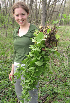 Pulling garlic mustard plants