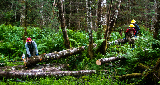 Elizabeth Cockrell helps position logs for salmon habitat