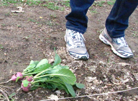 Urban Agriculture class