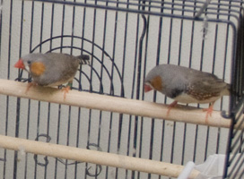 Zebra finches in Knox biology lab