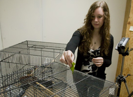 Kelly Wiggen offers spinach to zebra finches