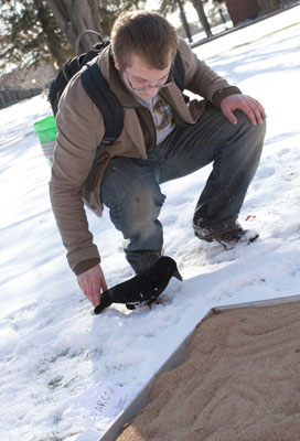 Knox College student uses model crow to study interactions with squirrels on campus.