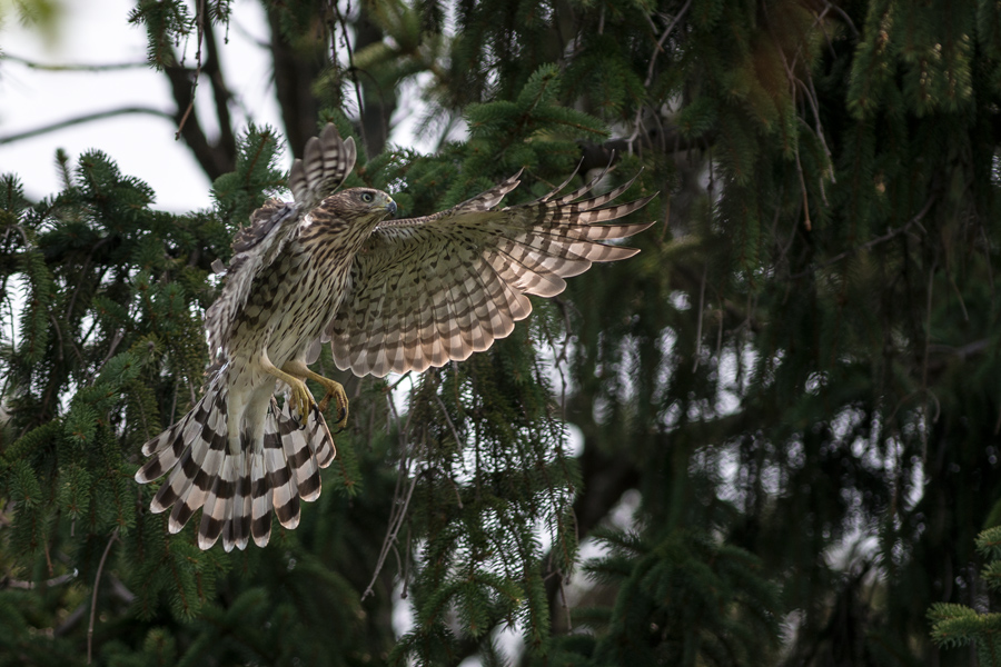 Cooper's Hawk flies on the Knox College campus