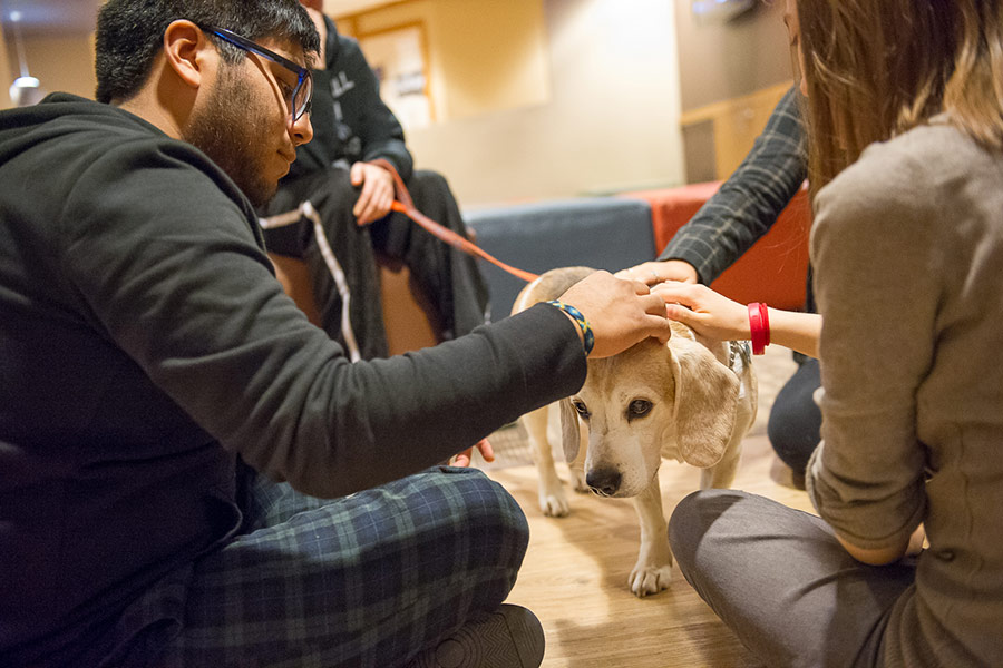 Students pet a furry friend at Pause for Paws during finals.