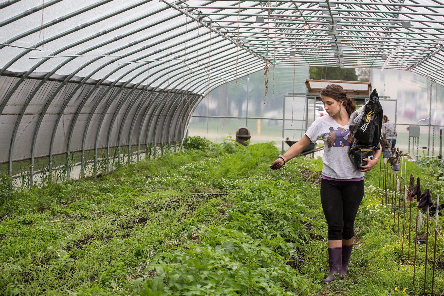 Knox College student working in a high tunnel used to grow vegetables for campus.