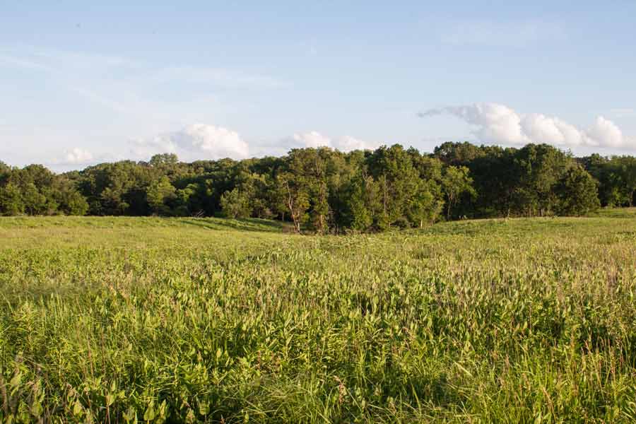 Scenic view of prairie at Green Oaks 