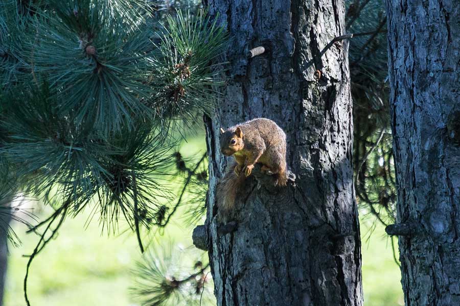 Squirrel in tree at Knox College