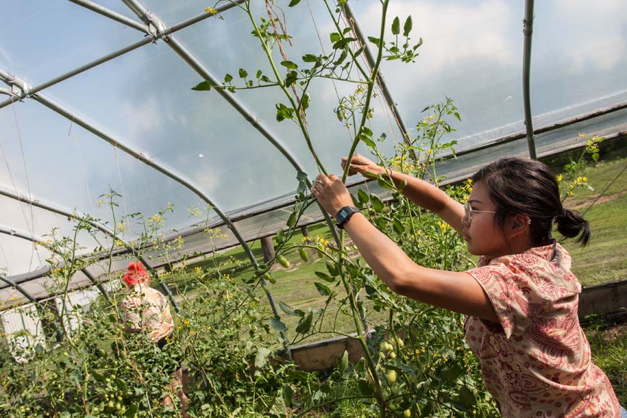 Knox College student working on the campus farm.