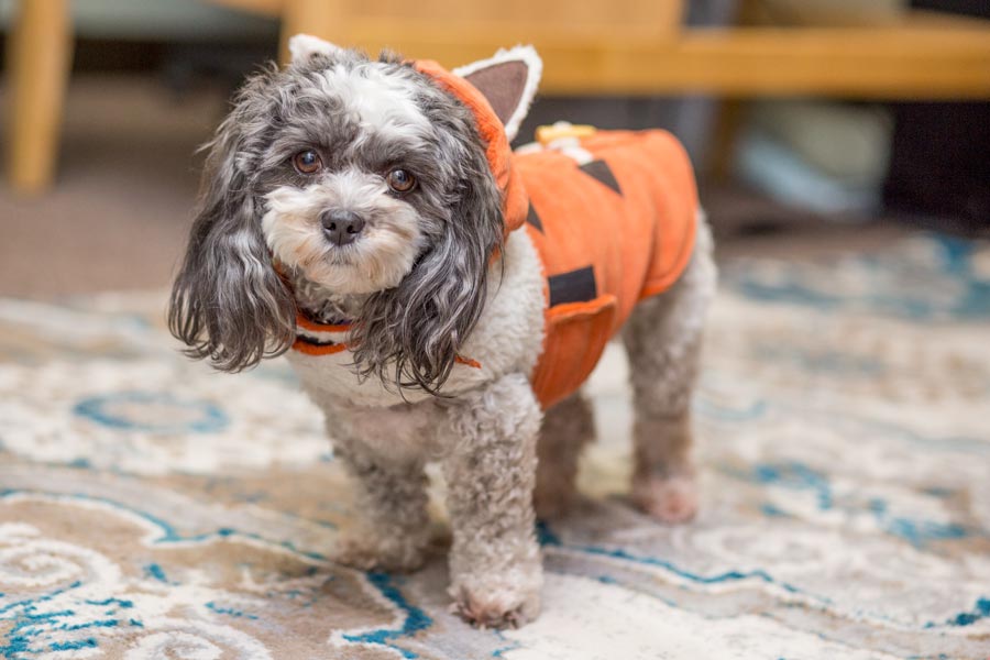 OliveYu Palmer, Knox's new therapy dog, poses for a photo.