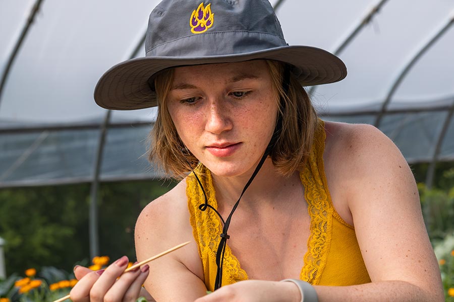 Britney Salinas '22 removes worms and eggs from the kale leaves for her Solutions from Nature: Environmental Approaches to Cultivation Challenges class at Knox Farm where she conducts her research.