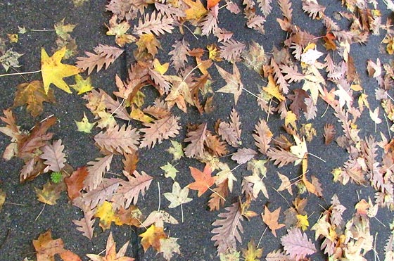 Leaves on Knox Campus Sidewalk