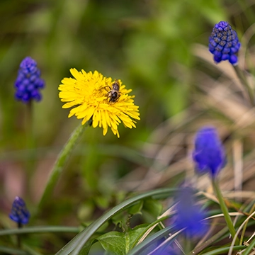 A bee lands on a dandelion on the Knox College campus.