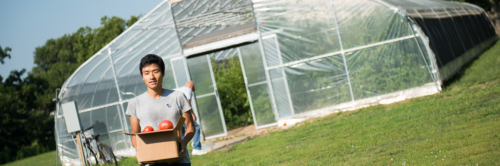 A student harvests tomatoes grown in a high tunnel.