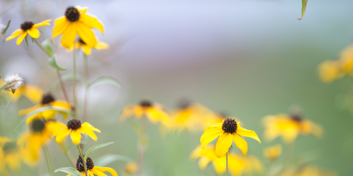 Flowers bloom in the Prairie Plot on campus. 