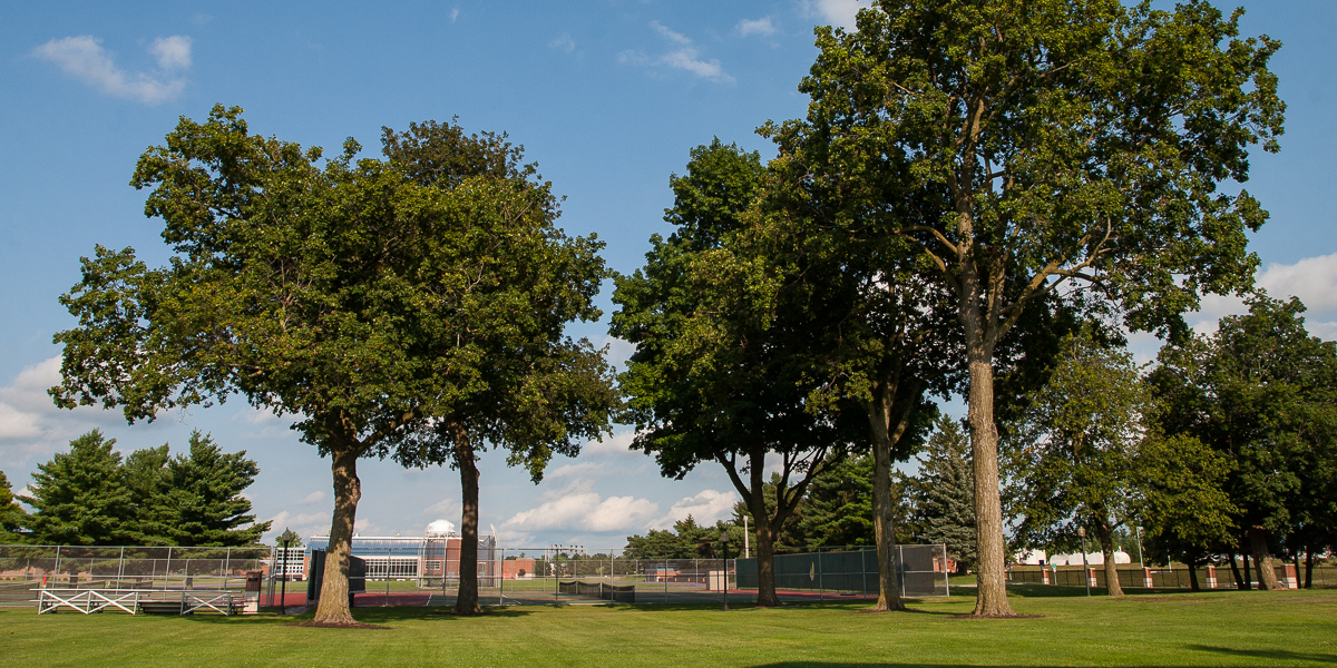 Trees near the tennis courts. 