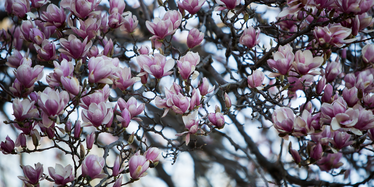 Blossoming trees around campus. 